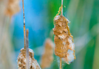 智能资源调配的网络ddos监测分析工具
